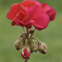 Geranium Upright Red Pepper