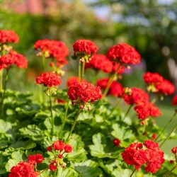 Geranium Upright Red Pepper