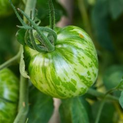 Tomato Green Zebra