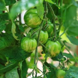 Tomato Green Zebra