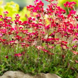 Saxifraga Touran Deep Red