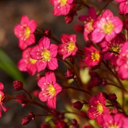 Saxifraga Touran Deep Red
