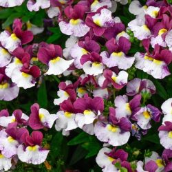 Nemesia Lady Emma