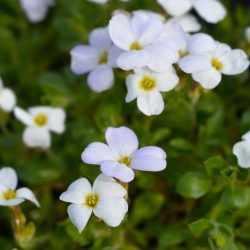 Aubrieta Alba