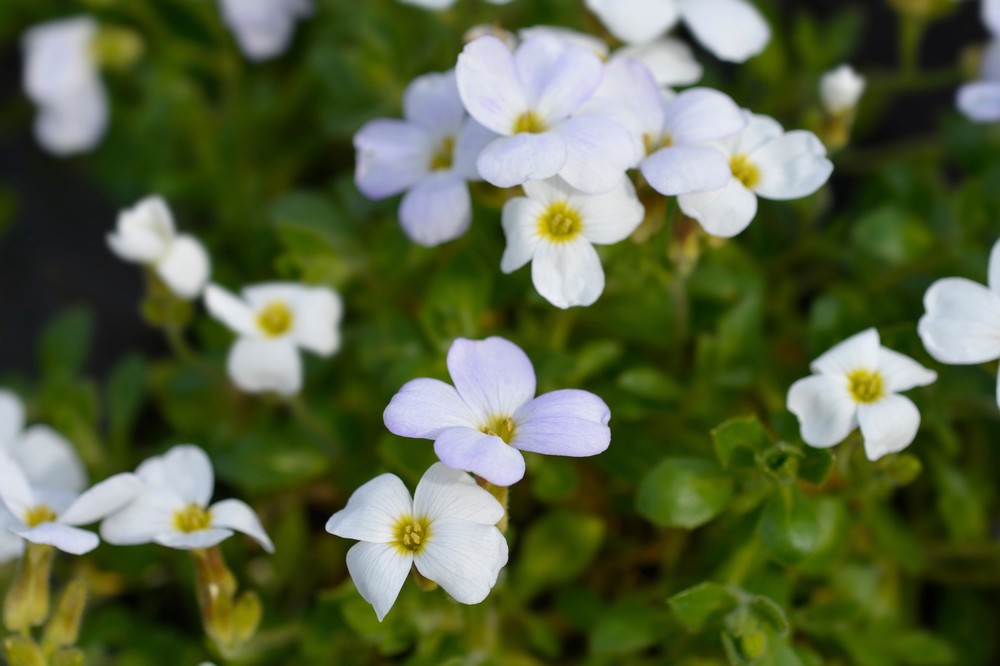 Aubrieta Alba