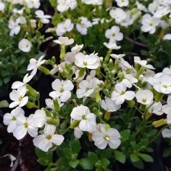 Aubrieta Alba