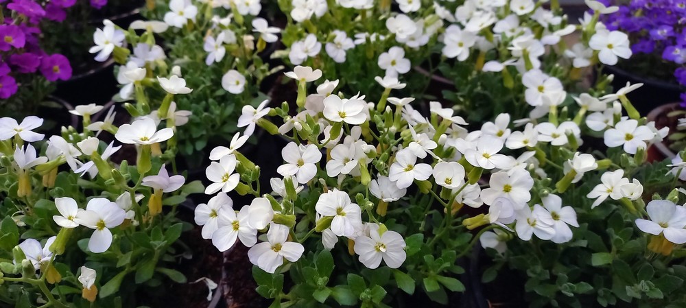 Aubrieta Alba - Image 2