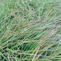 Stipa Arundinacea