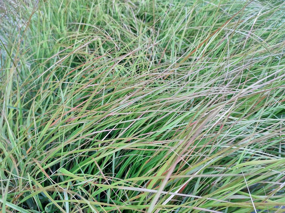 Stipa Arundinacea