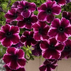 Petunia Go Tunia Cosmic Pink