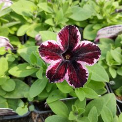 Petunia Go Tunia Cosmic Pink
