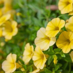 Petunia Banana Candy