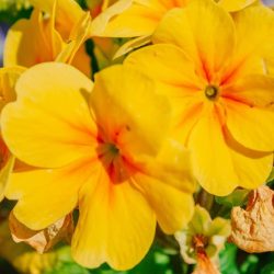 Petunia Banana Candy