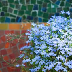 Lobelia Trailing Sky Blue