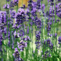 Lavender Vera