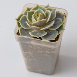 Echeveria Lola