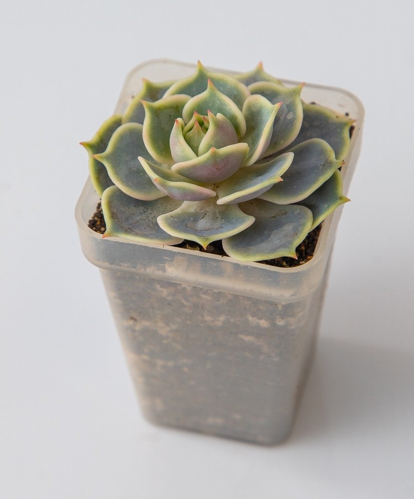 Echeveria Lola