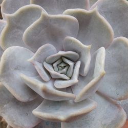 Echeveria Lola