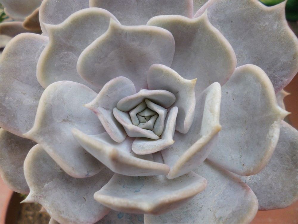 Echeveria Lola - Image 2