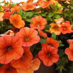 Calibrachoa Orange