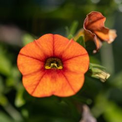 Calibrachoa Orange