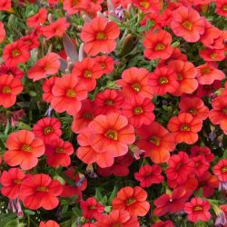 Calibrachoa Red Velvet
