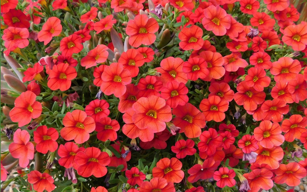 Calibrachoa Red Velvet