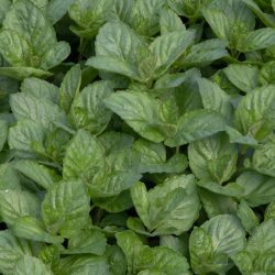 Mint Grapefruit (Mentha piperita)