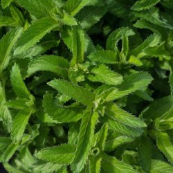 Mint Lemon (Mentha x gentilis)