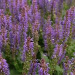Salvia Kisses & Wishes