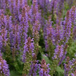 Salvia Kisses & Wishes