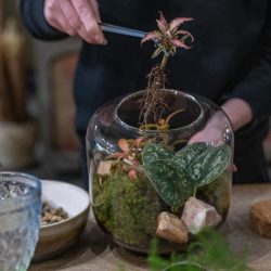 Terrarium Evening Workshop – 11th November