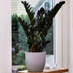 Zamioculcas zamiifolia Supernova