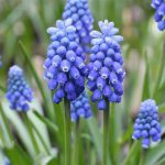 Muscari Blue Magic