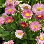 Bellis Perennis Pink