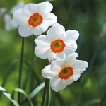 Narcissus Geranium