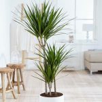 Dracaena Marginata Bicolour – Multi-Stem