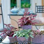 Hypoestes phyllostachya – Mixed Colours