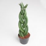 Sansevieria Cylindrica Braided
