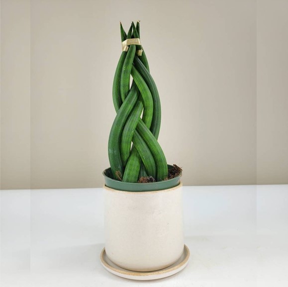 Sansevieria Cylindrica Braided - Image 2