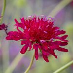 Knautia mac. Red Knight