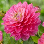 Dahlia Raspberry