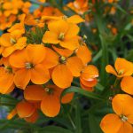 Cheiranthus Orange