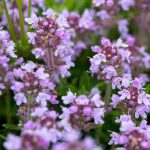 Creeping Thyme (Thymus Serpyllum)