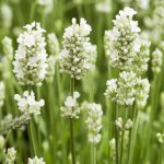 Lavandula Angustifolia Alba (Nana Alba/White)