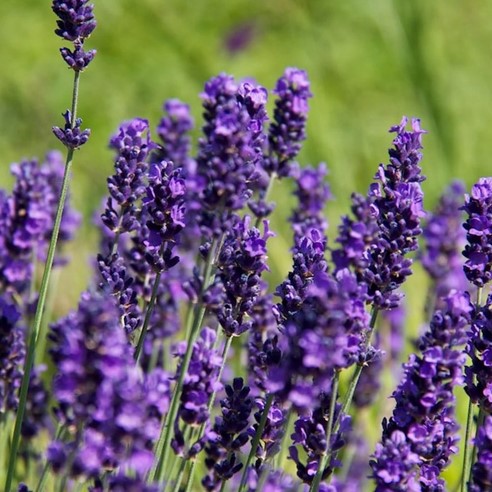 Lavandula Angustifolia Hidcote (English Lavender) blooms in front of green background