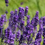 Lavandula Angustifolia Hidcote (English Lavender)