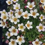 Saxifraga ‘Apple Blossom’