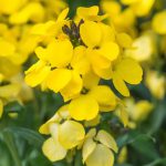 Erysimum Spring Breeze Sunglow