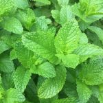 English Garden Mint (Mentha Spicata)